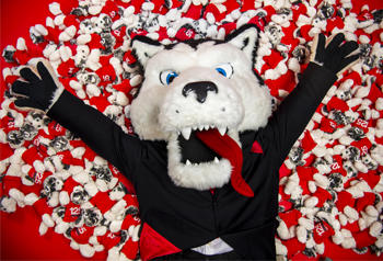 Big mascot Husky facing up laying around many small huskies Big mascot Husky facing up laying around many small huskies