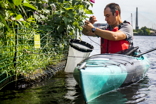 8/17/21- BOSTON, MA- Northeastern doctoral candidate Max Rome collects samples from the Charles River floating wetlands on Tuesday, Augus...