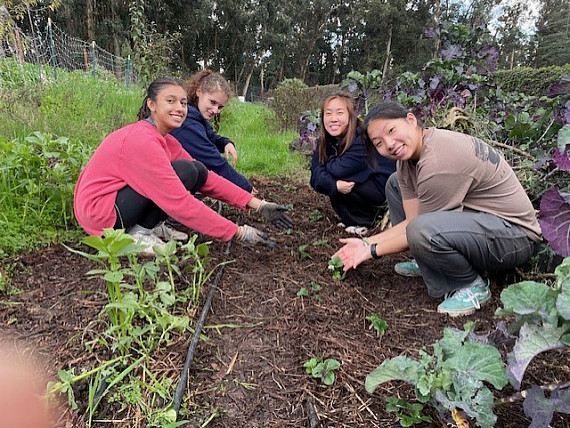 Strawberry Planting 24